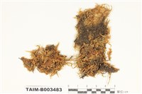 藏品(灰苔科)的圖片